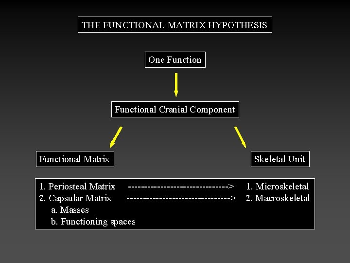 THE FUNCTIONAL MATRIX HYPOTHESIS One Functional Cranial Component Functional Matrix 1. Periosteal Matrix ---------------->