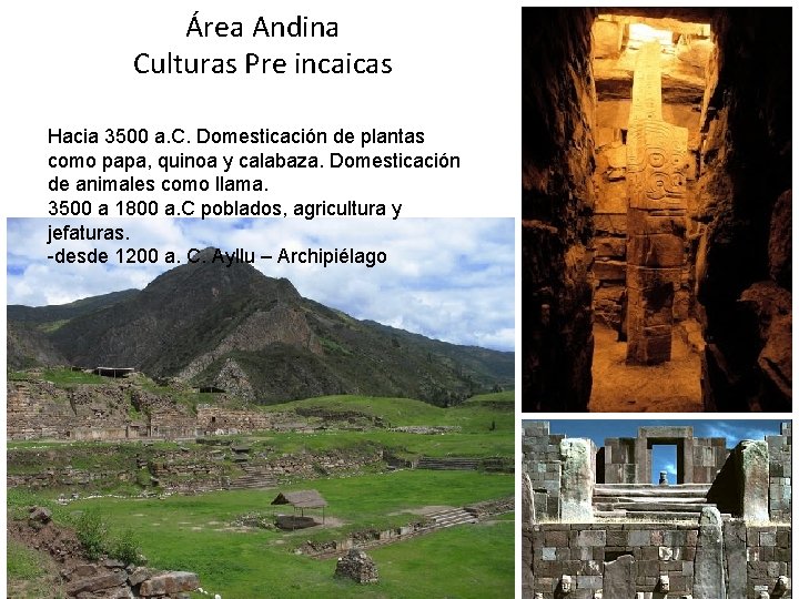 Área Andina Culturas Pre incaicas Hacia 3500 a. C. Domesticación de plantas como papa,