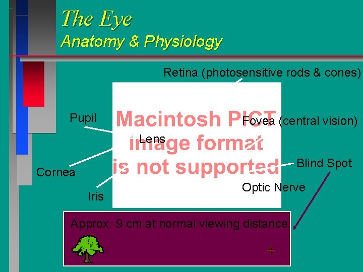 The Eye Anatomy & Physiology Retina (photosensitive rods & cones) Pupil Fovea (central vision) The Eye Anatomy & Physiology Retina (photosensitive rods & cones) Pupil Fovea (central vision)