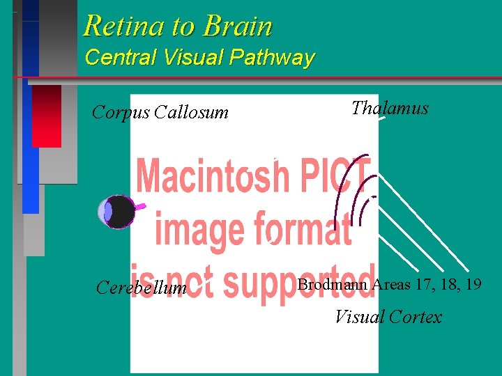 Retina to Brain Central Visual Pathway Corpus Callosum Cerebellum Thalamus Brodmann Areas 17, 18, Retina to Brain Central Visual Pathway Corpus Callosum Cerebellum Thalamus Brodmann Areas 17, 18,