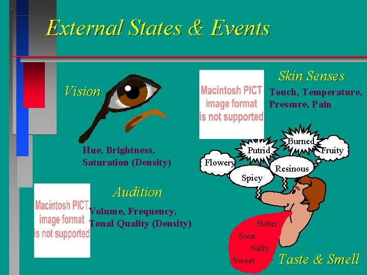 External States & Events Skin Senses Vision Touch, Temperature, Pressure, Pain Hue, Brightness, Saturation External States & Events Skin Senses Vision Touch, Temperature, Pressure, Pain Hue, Brightness, Saturation