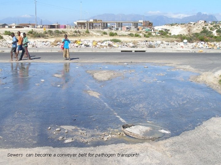 Sewers can become a conveyer belt for pathogen transport! 32 