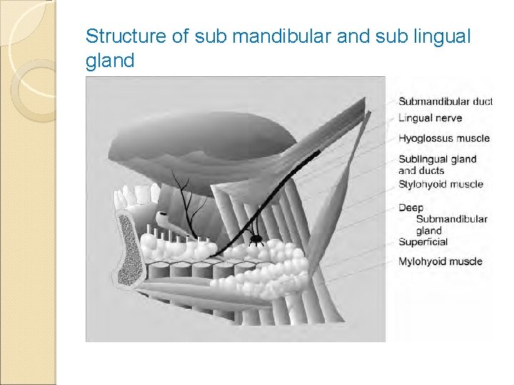 Structure of sub mandibular and sub lingual gland 