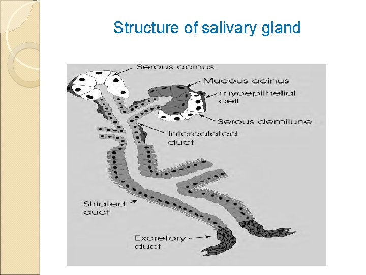 Structure of salivary gland 