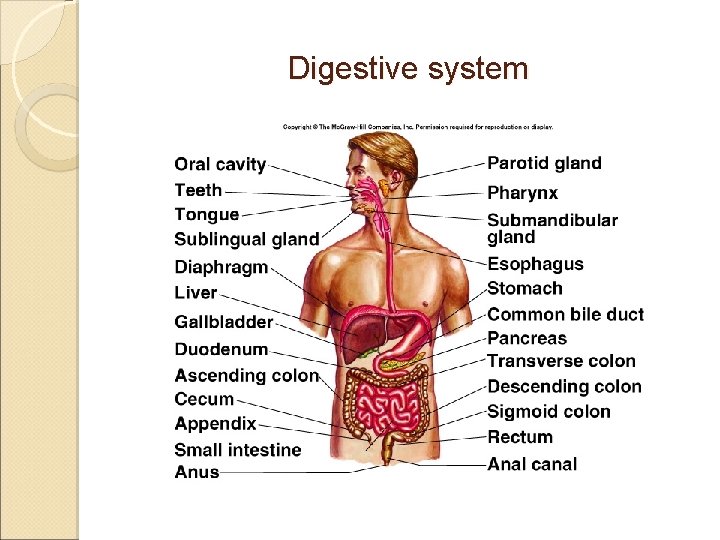 Digestive system 