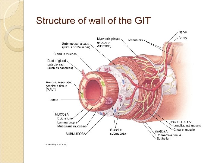 Structure of wall of the GIT 