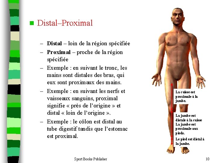n Distal–Proximal – Distal – loin de la région spécifiée – Proximal – proche