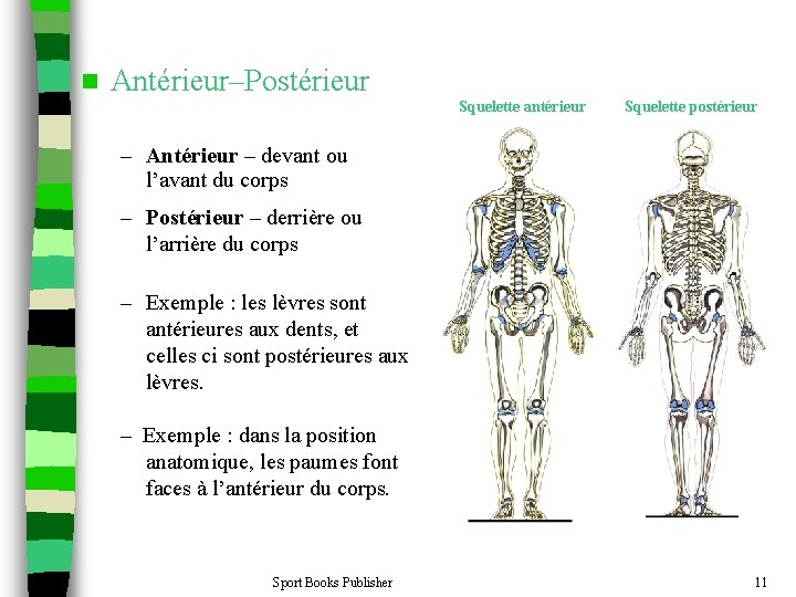 n Antérieur–Postérieur Squelette antérieur Squelette postérieur – Antérieur – devant ou l’avant du corps