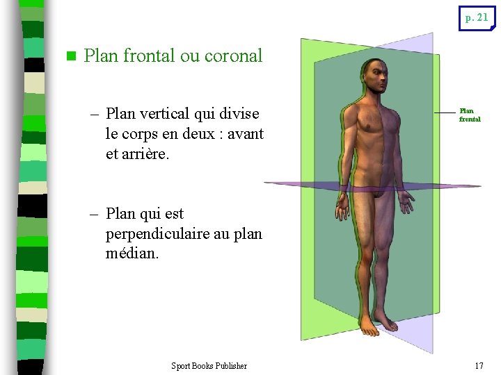 p. 21 n Plan frontal ou coronal – Plan vertical qui divise le corps