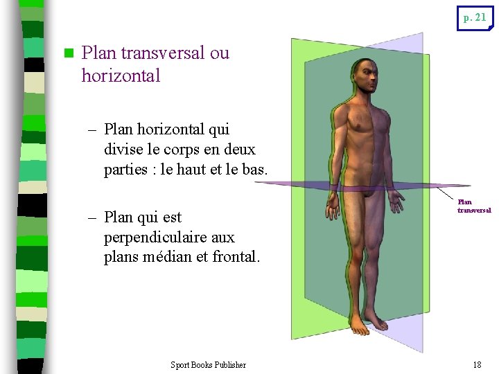 p. 21 n Plan transversal ou horizontal – Plan horizontal qui divise le corps