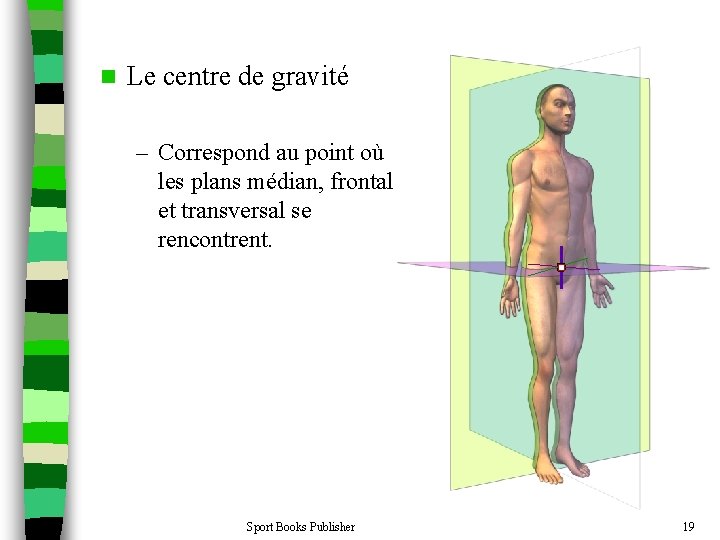 n Le centre de gravité – Correspond au point où les plans médian, frontal