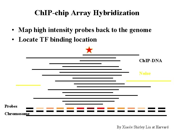 Ch. IP-chip Array Hybridization • Map high intensity probes back to the genome •