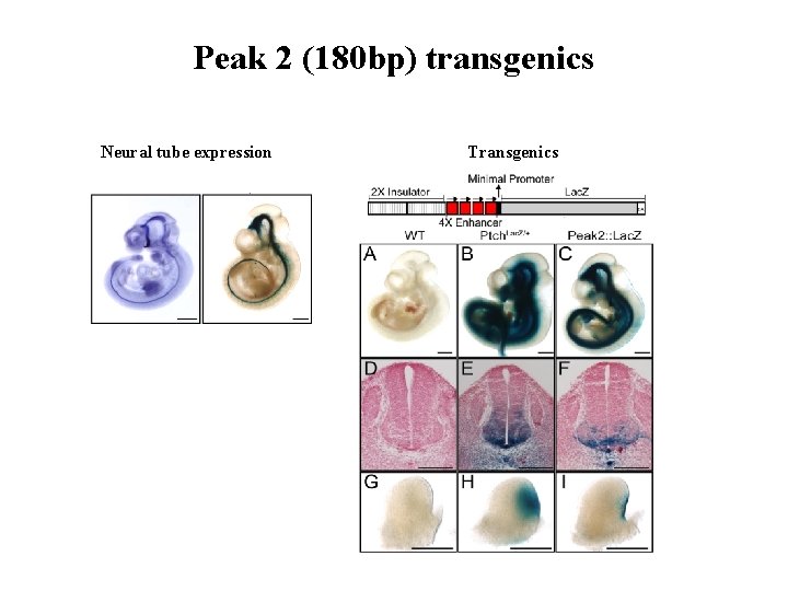 Peak 2 (180 bp) transgenics Neural tube expression Transgenics 