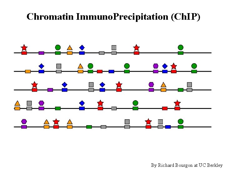 Chromatin Immuno. Precipitation (Ch. IP) By Richard Bourgon at UC Berkley 