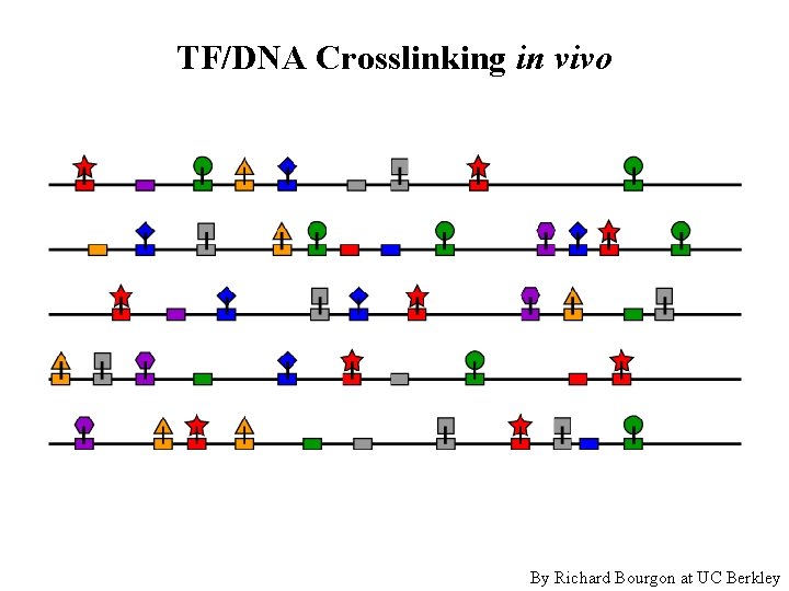 TF/DNA Crosslinking in vivo By Richard Bourgon at UC Berkley 