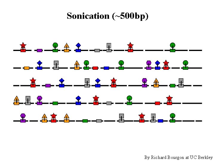 Sonication (~500 bp) By Richard Bourgon at UC Berkley 