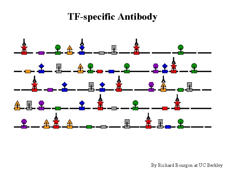 TF-specific Antibody By Richard Bourgon at UC Berkley 