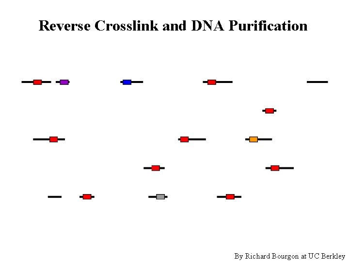 Reverse Crosslink and DNA Purification By Richard Bourgon at UC Berkley 