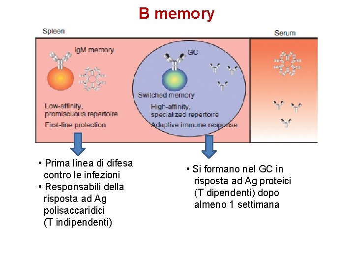 B memory • Prima linea di difesa contro le infezioni • Responsabili della risposta