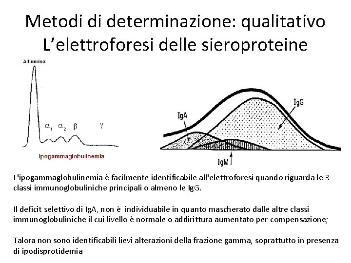 Metodi di determinazione: qualitativo L’elettroforesi delle sieroproteine L'ipogammaglobulinemia è facilmente identificabile all'elettroforesi quando riguarda