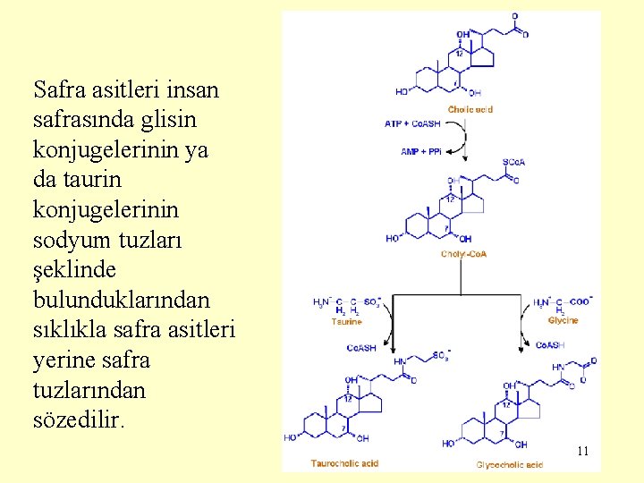 Safra asitleri insan safrasında glisin konjugelerinin ya da taurin konjugelerinin sodyum tuzları şeklinde bulunduklarından