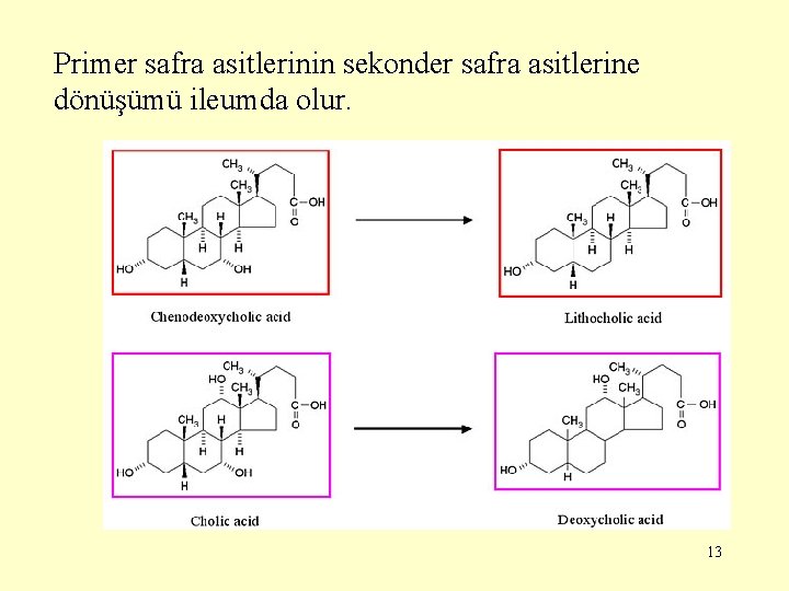 Primer safra asitlerinin sekonder safra asitlerine dönüşümü ileumda olur. 13 