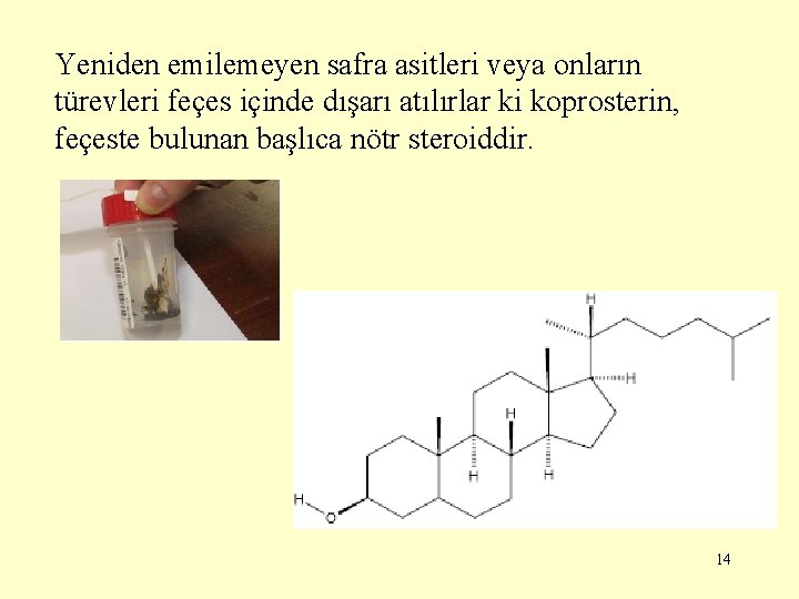 Yeniden emilemeyen safra asitleri veya onların türevleri feçes içinde dışarı atılırlar ki koprosterin, feçeste