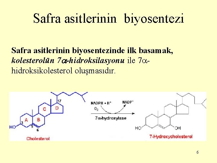 Safra asitlerinin biyosentezinde ilk basamak, kolesterolün 7 -hidroksilasyonu ile 7 hidroksikolesterol oluşmasıdır. 6 