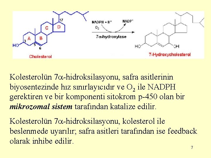 Kolesterolün 7 -hidroksilasyonu, safra asitlerinin biyosentezinde hız sınırlayıcıdır ve O 2 ile NADPH gerektiren