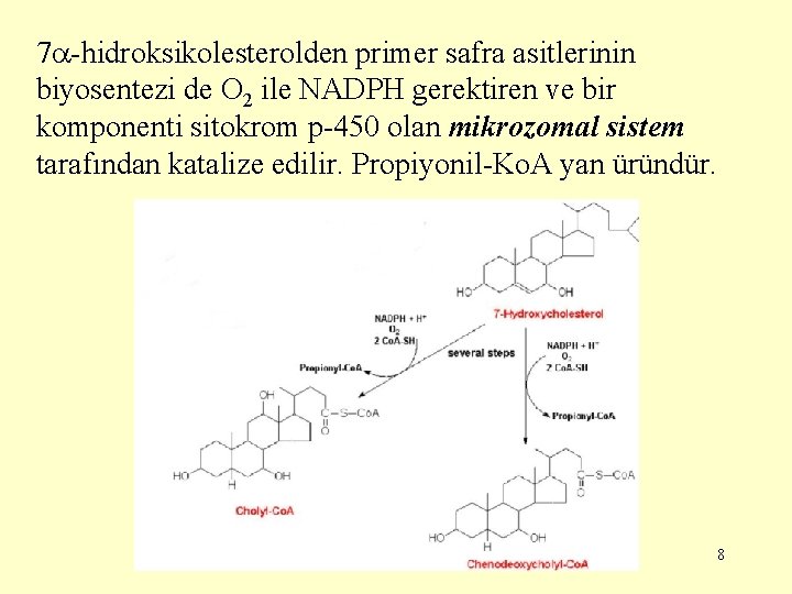 7 -hidroksikolesterolden primer safra asitlerinin biyosentezi de O 2 ile NADPH gerektiren ve bir