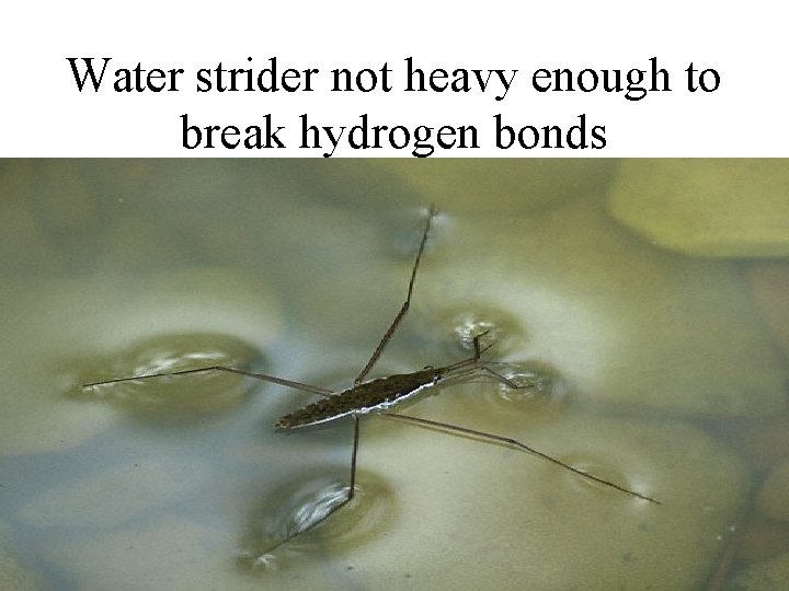 Water strider not heavy enough to break hydrogen bonds 