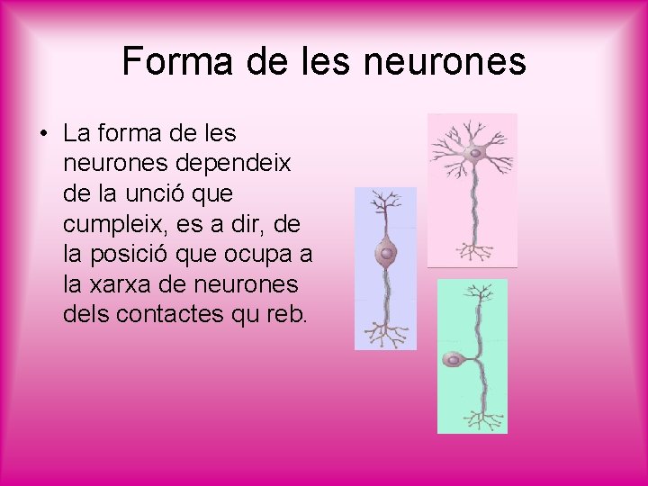Forma de les neurones • La forma de les neurones dependeix de la unció