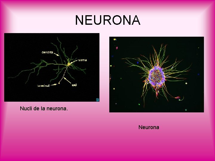 NEURONA Nucli de la neurona. Neurona 