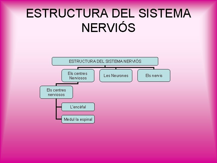 ESTRUCTURA DEL SISTEMA NERVIÓS Els centres Nerviosos Els centres nerviosos L’encèfal Medul·la espinal Les