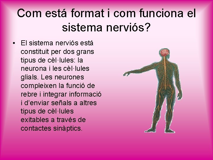 Com está format i com funciona el sistema nerviós? • El sistema nerviós está