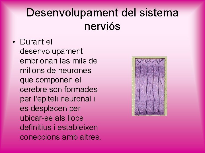 Desenvolupament del sistema nerviós • Durant el desenvolupament embrionari les mils de millons de