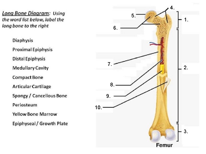 Holes Essentials Of Human Anatomy Physiology Unit 3