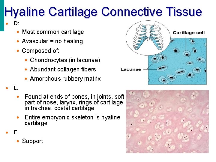 Hyaline Cartilage Connective Tissue · D: · Most common cartilage · Avascular = no