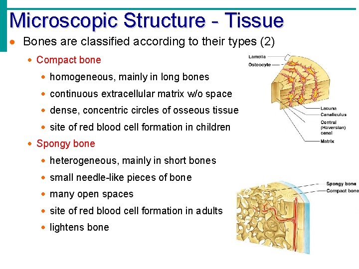 Microscopic Structure - Tissue · Bones are classified according to their types (2) ·