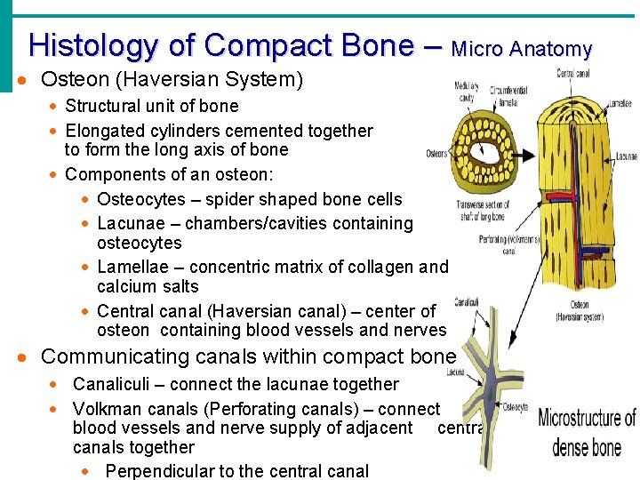 Histology of Compact Bone – Micro Anatomy · Osteon (Haversian System) · Structural unit