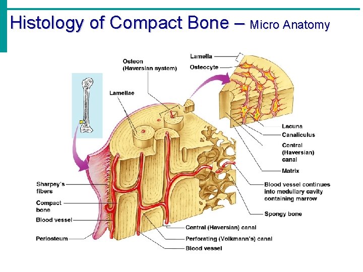 Histology of Compact Bone – Micro Anatomy 