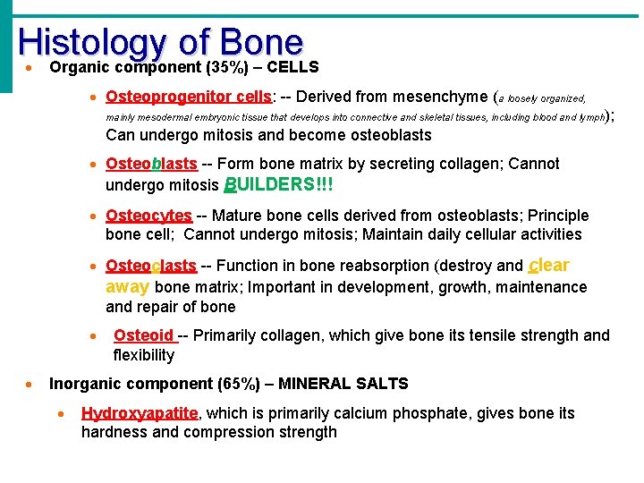 Histology of Bone · Organic component (35%) – CELLS · Osteoprogenitor cells: -- Derived