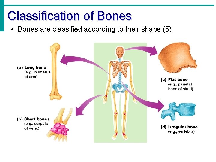 Classification of Bones • Bones are classified according to their shape (5) 