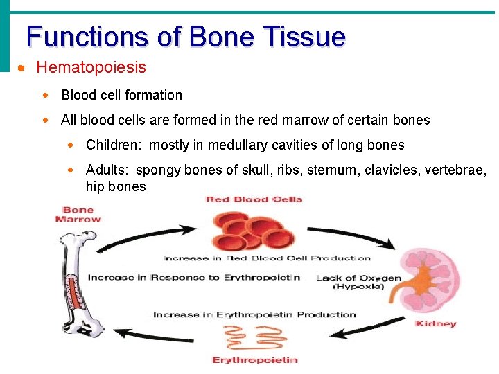 Functions of Bone Tissue · Hematopoiesis · Blood cell formation · All blood cells
