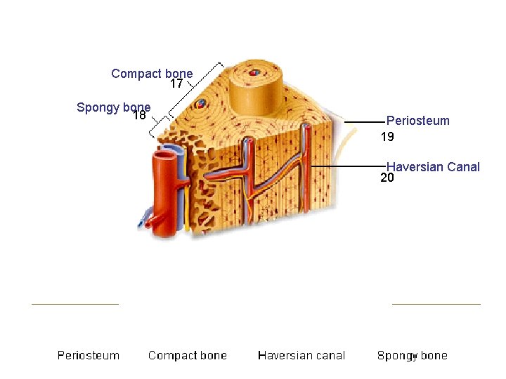 Compact bone 17 Spongy bone 18 Periosteum 19 Haversian Canal 20 