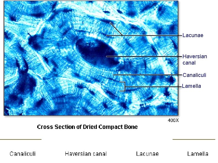 Lacunae Haversian canal Canaliculi Lamella 