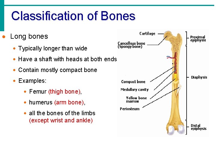 Classification of Bones · Long bones · Typically longer than wide · Have a