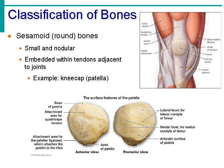 Classification of Bones · Sesamoid (round) bones · Small and nodular · Embedded within