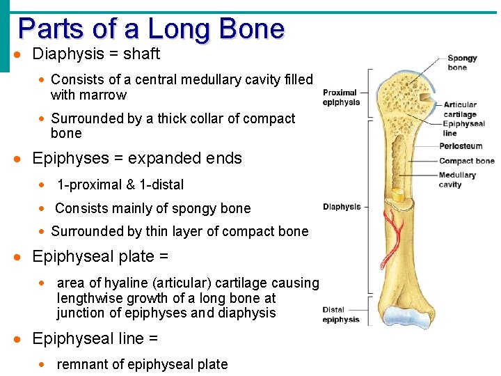 Parts of a Long Bone · Diaphysis = shaft · Consists of a central