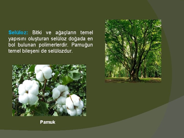 Selüloz: Bitki ve ağaçların temel yapısını oluşturan selüloz doğada en bol bulunan polimerlerdir. Pamuğun
